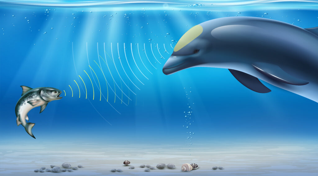 Dolphin Radar
